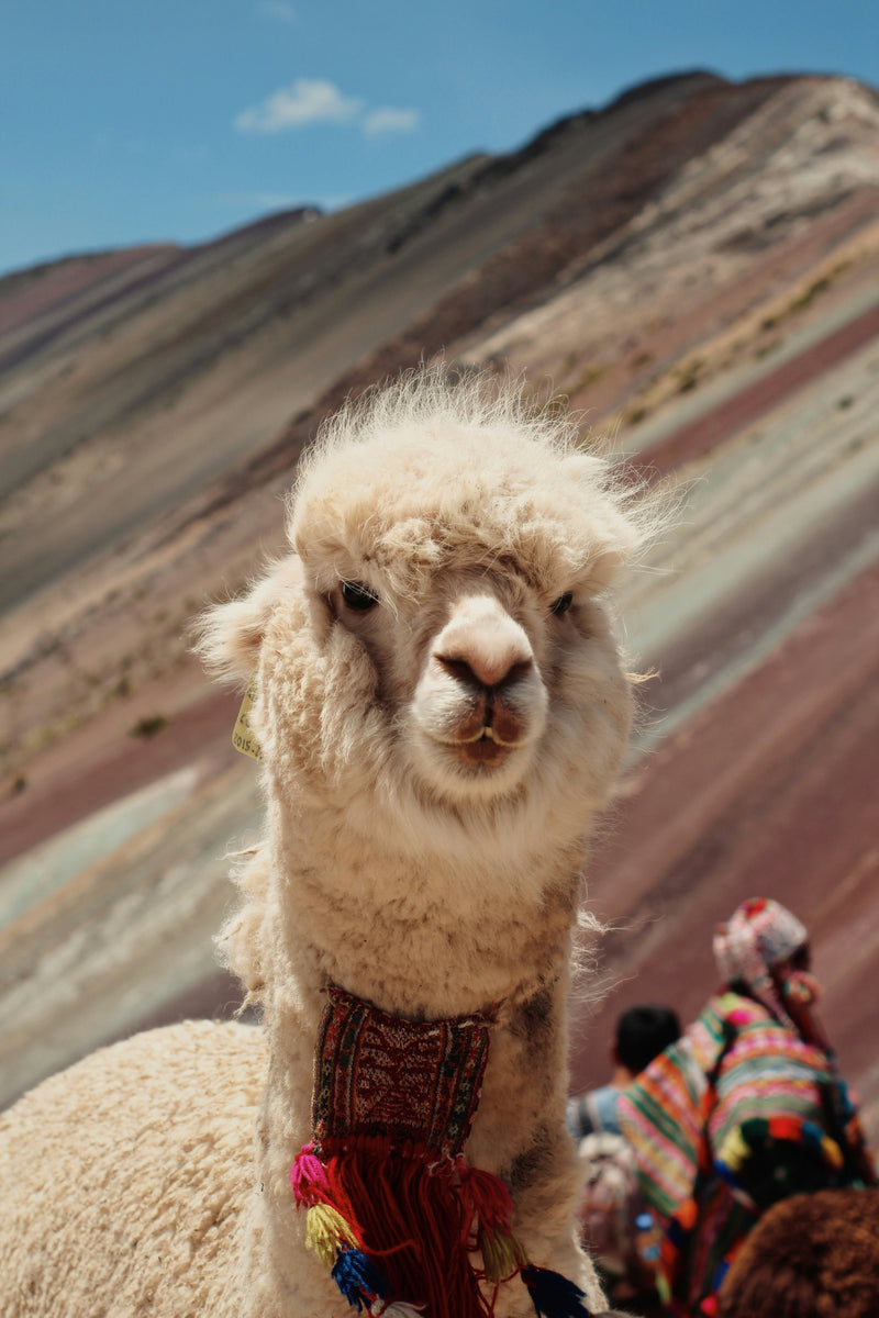Rainbow Mountain Tour & Red Valley Hike
