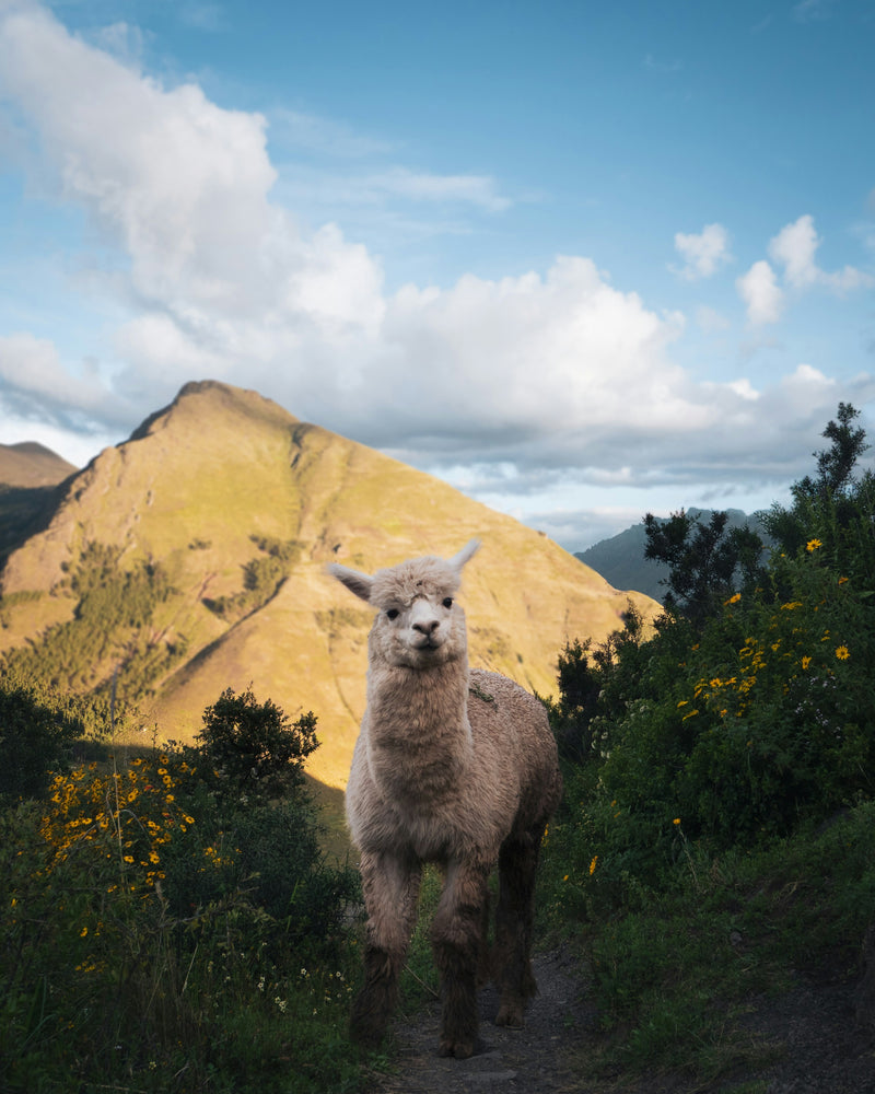 Sacred Valley Tour with Moray & Salt Mines